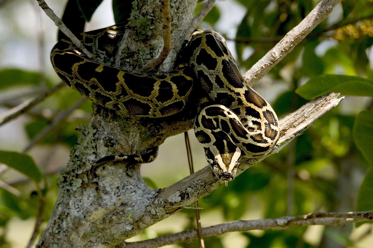 Birmiečių Python, Gyvatė, Ropliai, Gamta, Laukinė Gamta, Medis, Atogrąžų, Egzotiškas, Žiūri, Nemokamos Nuotraukos