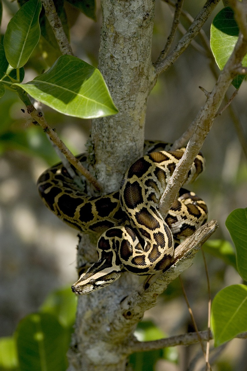 Birmiečių Python, Gyvatė, Medis, Suvynioti, Laukinė Gamta, Everglades, Florida, Usa, Ropliai, Gamta