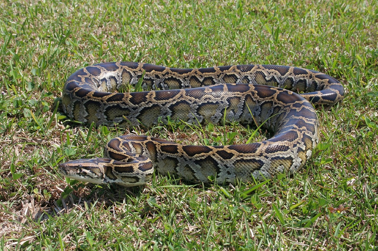 Birmiečių Python, Gyvatė, Žemė, Žolė, Suvynioti, Laukinė Gamta, Everglades, Florida, Usa, Ropliai