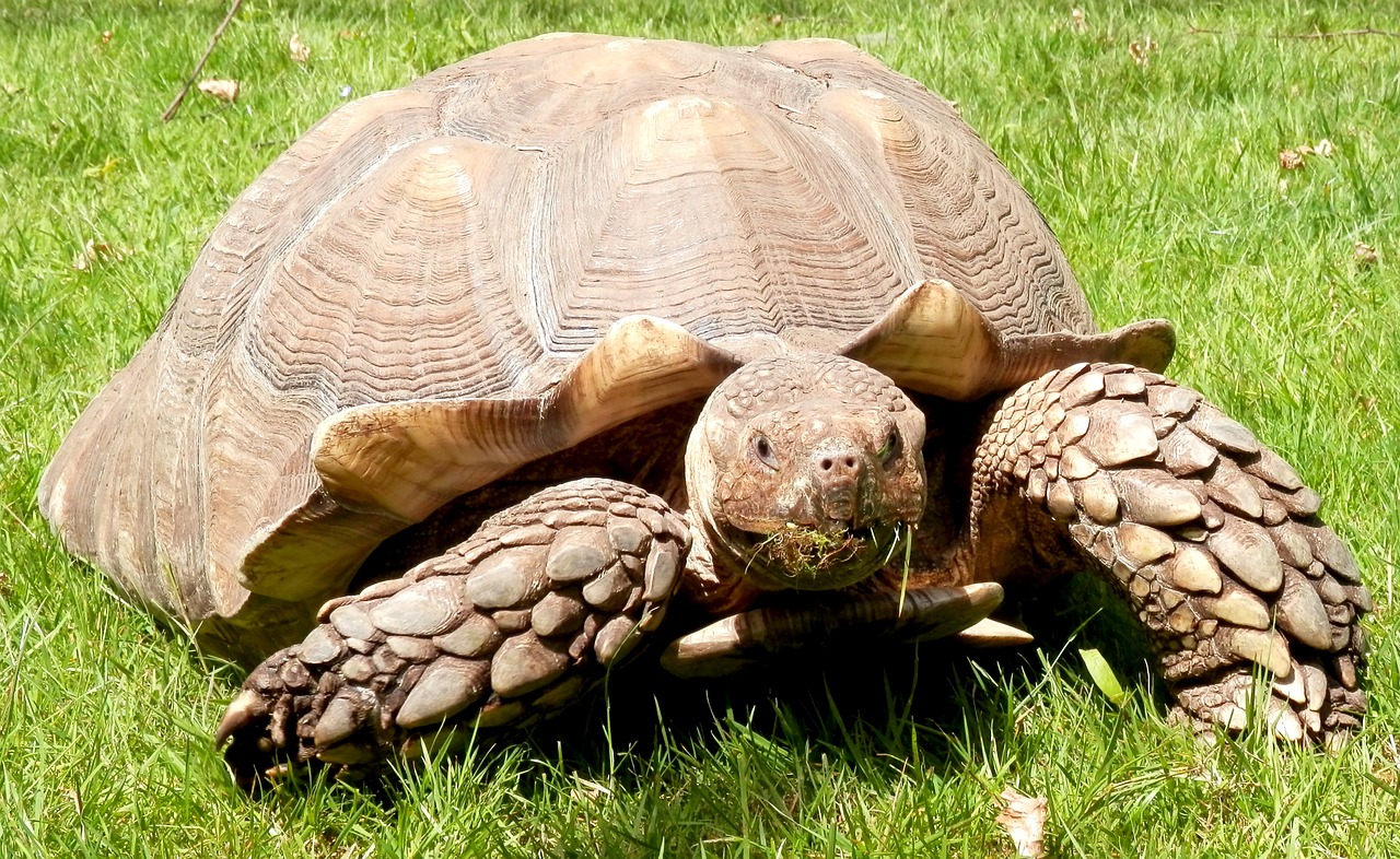 Bermečio Vėžlys, Vėžlys, Burmese, Ropliai, Lukštas, Vėžlys, Nemokamos Nuotraukos,  Nemokama Licenzija