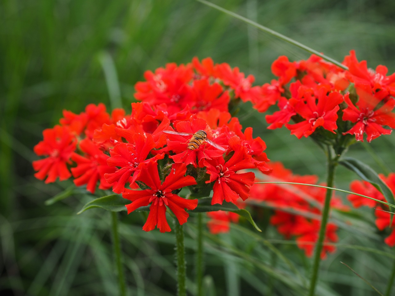 Deganti Meilė, Gėlė, Žiedas, Žydėti, Raudona, Lychnis Chalcedonica, Raudonai Raudona Kamigonai, Maltos Kryžius, Jeruzalės Kryžius, Gvazdikų Šeima