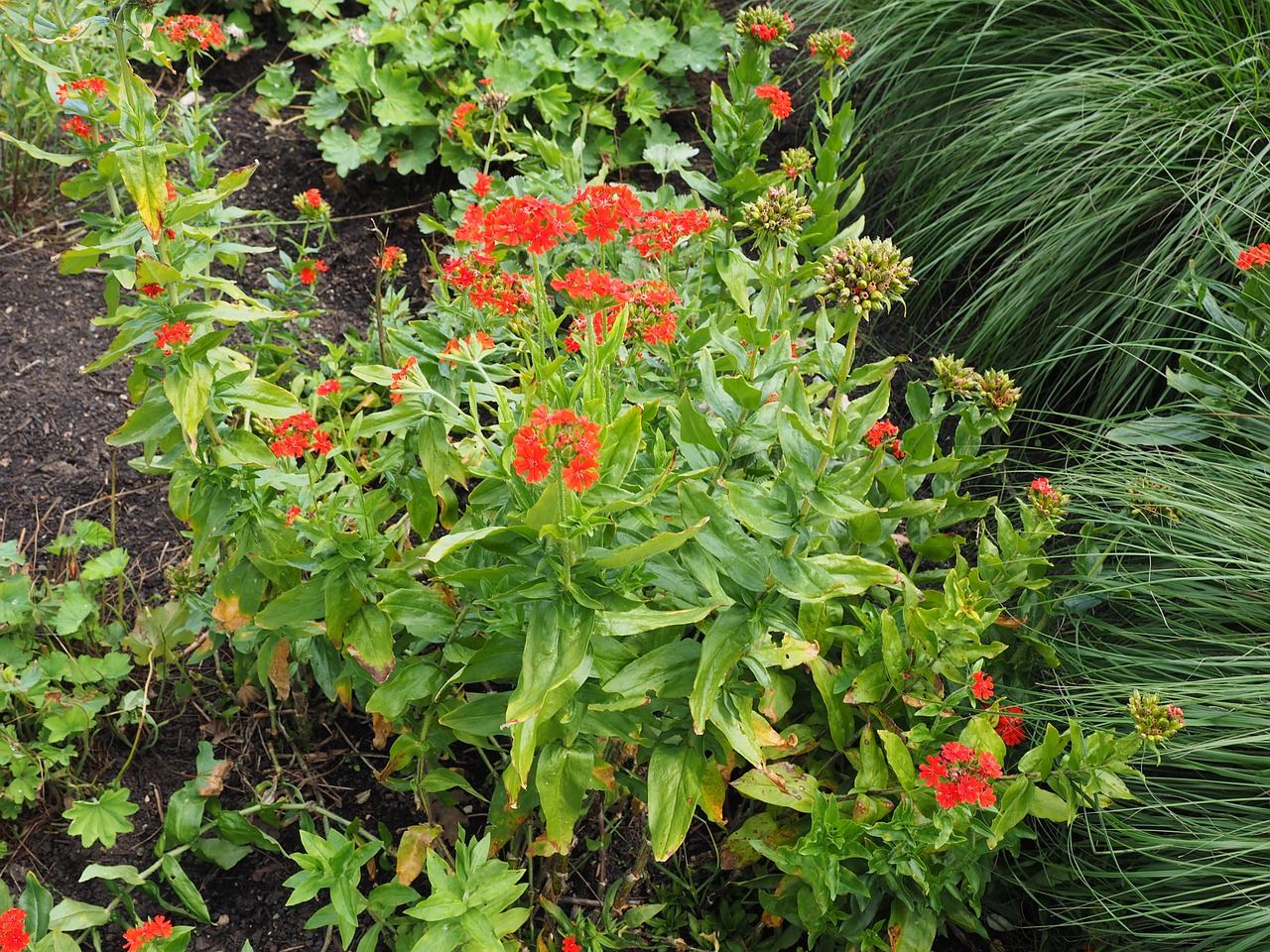 Deganti Meilė, Gėlė, Žiedas, Žydėti, Raudona, Lychnis Chalcedonica, Raudonai Raudona Kamigonai, Maltos Kryžius, Jeruzalės Kryžius, Gvazdikų Šeima