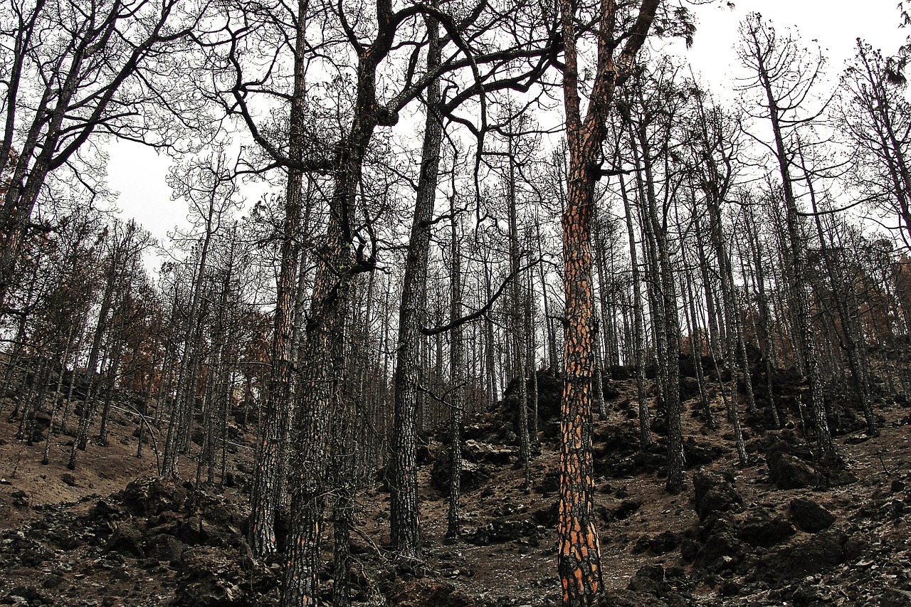 Sudegęs Miškas, Ugnis, Miškas, Sudegęs Kalnas, Nemokamos Nuotraukos,  Nemokama Licenzija