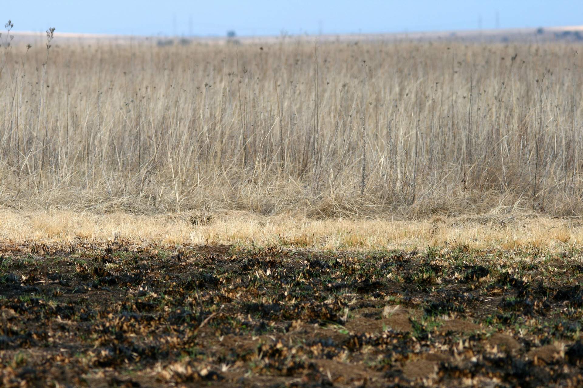 Veld,  Žolė,  Juoda,  Sudegintas,  Gamta,  Deginantis Veldas, Nemokamos Nuotraukos,  Nemokama Licenzija