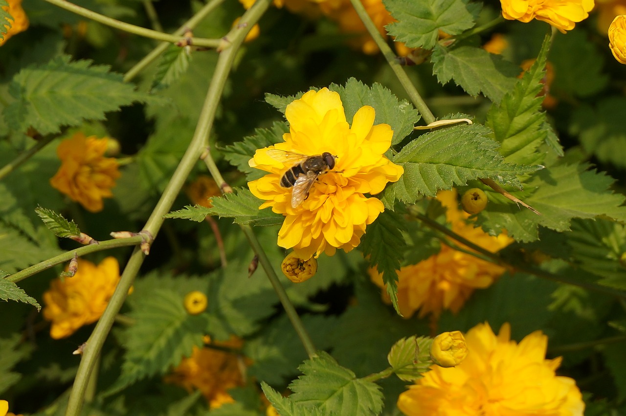 Burt Bitės, Bičių, Gėlė, Geltona Gėlė, Nemokamos Nuotraukos,  Nemokama Licenzija