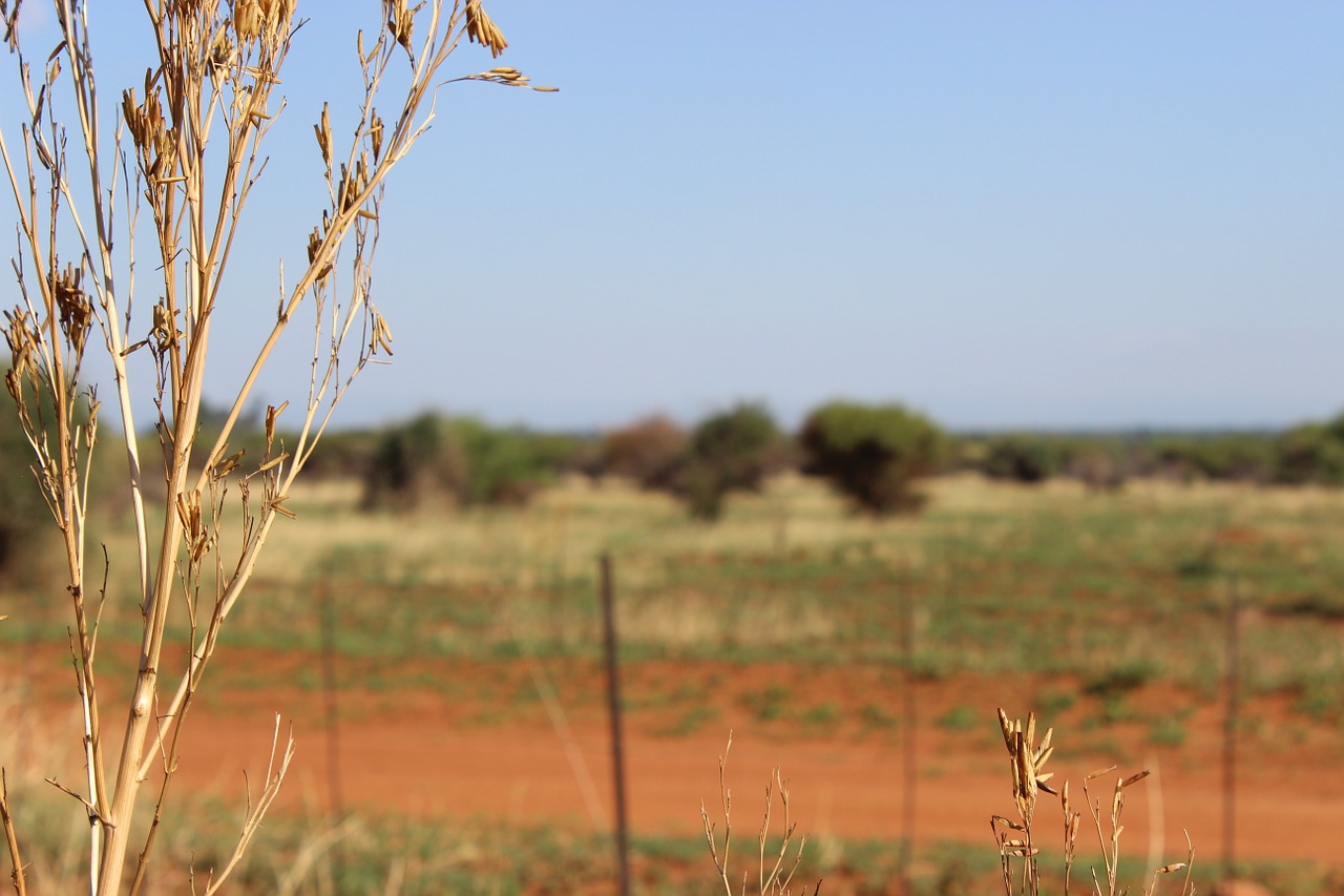 Krūmas, Pietų Afrika, Afrika, Į Pietus, Gamta, Laukiniai, Laukinė Gamta, Natūralus, Kraštovaizdis, Nemokamos Nuotraukos