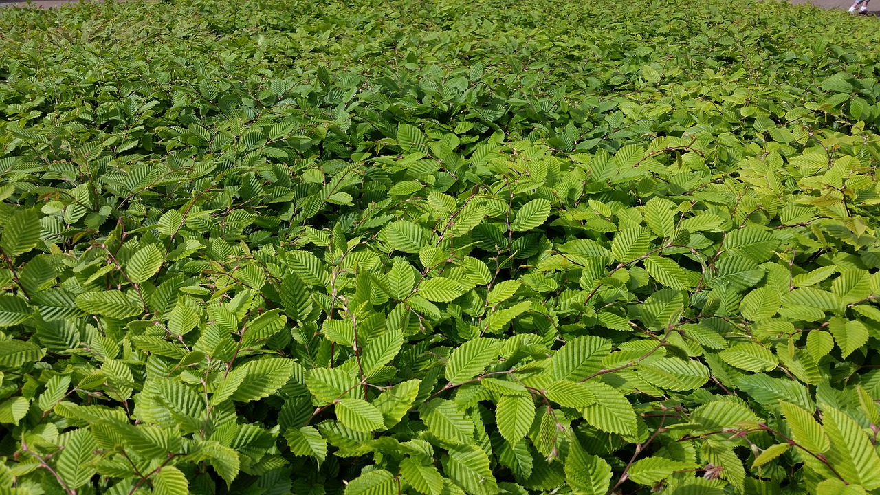 Krūmas, Tekstūra, Žali Lapai, Žalias, Sodas, Flora, Natūralus, Gamta, Vasara, Pavasaris