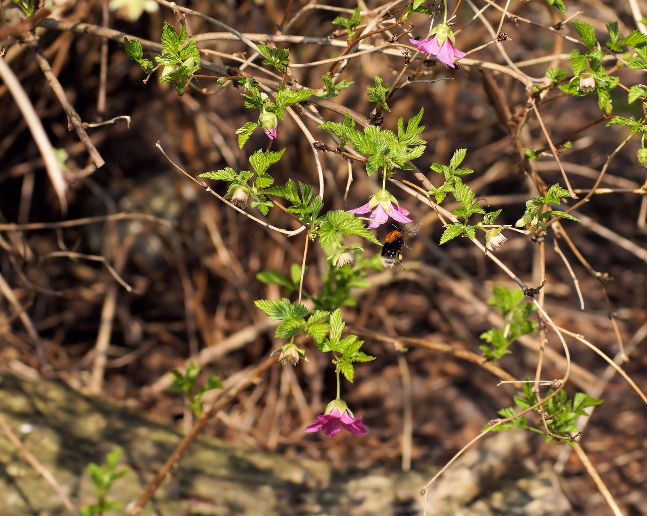 Krūmas, Žiedas, Žydėti, Violetinė, Hummel, Skristi, Vabzdys, Nemokamos Nuotraukos,  Nemokama Licenzija