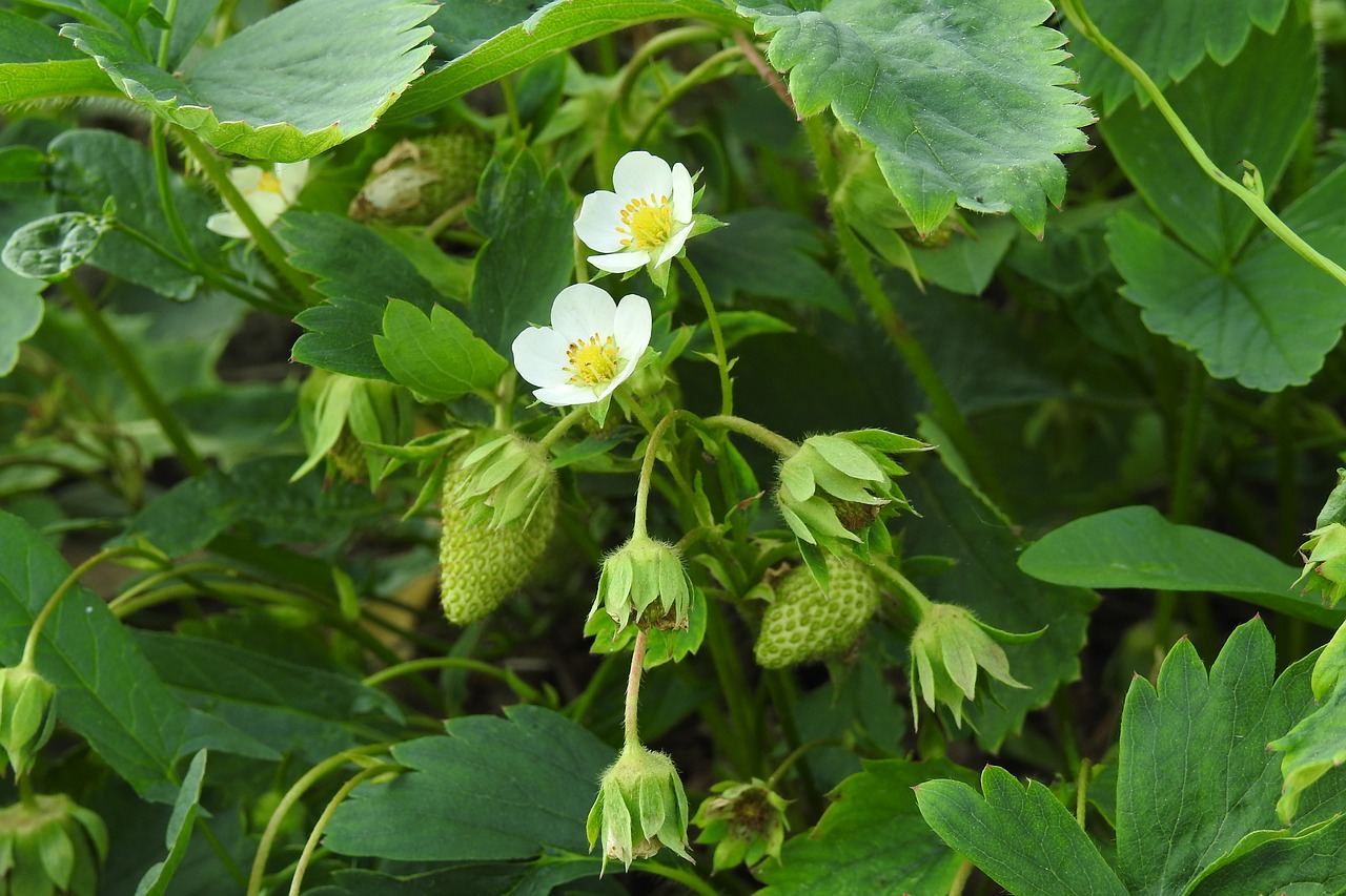 Krūmas,  Braškių,  Vaisių,  Siužetas,  Valgymas,  Auginimas Braškių,  Braškių Krūmai,  Braškių Įvorė,  Augalų,  Sodas