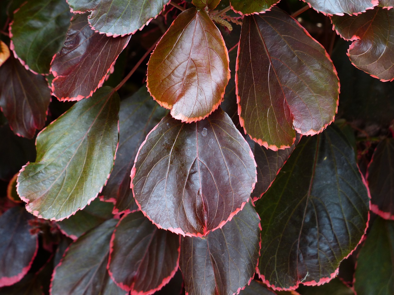 Krūmas, Lapai, Raudona, Raudonas Vynas, Rausvai, Acalypha Wilkesiana, Rimmed, Apibūdintas Raudonai, Kontūrai, Buntlaubig