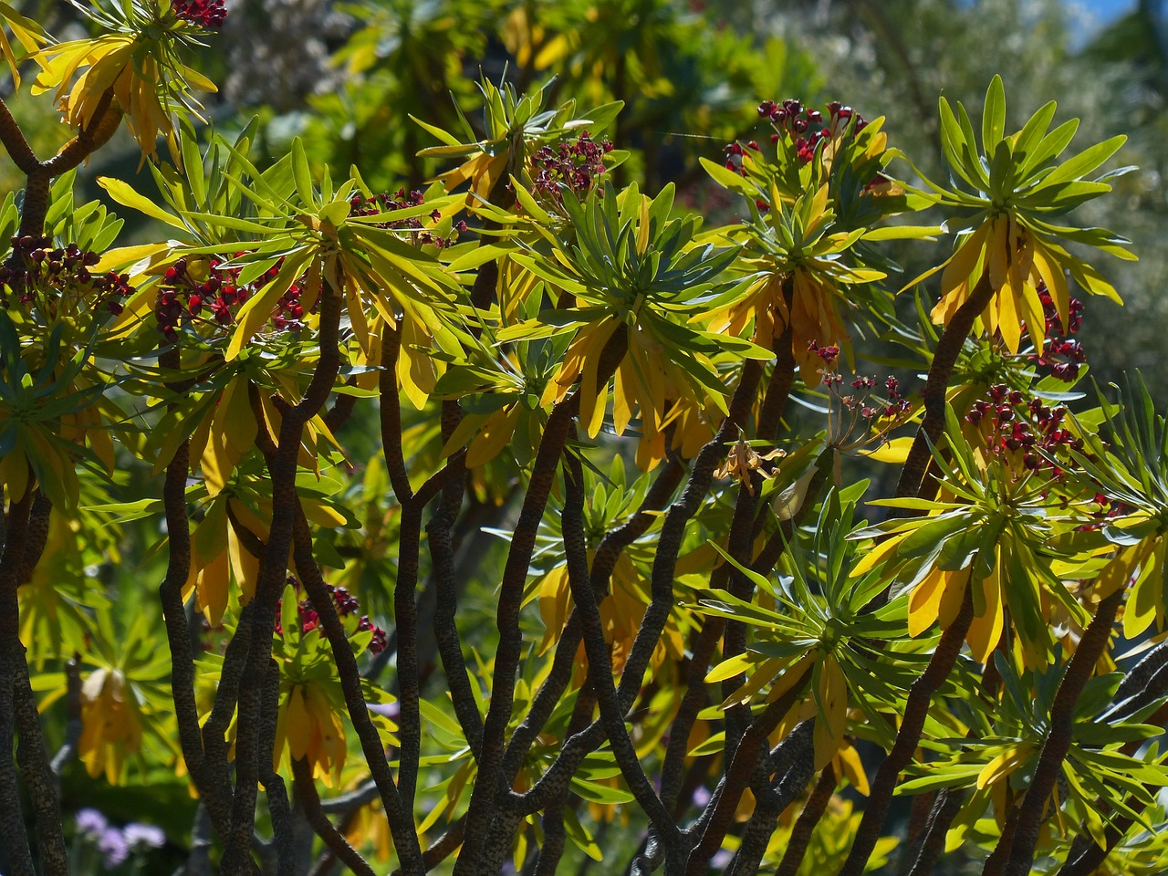 Krūmas, Augalas, Spurge, Euphorbia Atropurpurea, Gėlės, Raudona, Euphorbija, Spurge Šeimos, Euphorbiaceae, Palmatas