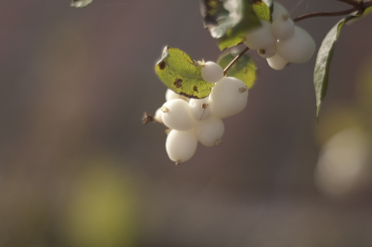 Krūmas, Makro, Iš Arti, Flora, Nemokamos Nuotraukos,  Nemokama Licenzija