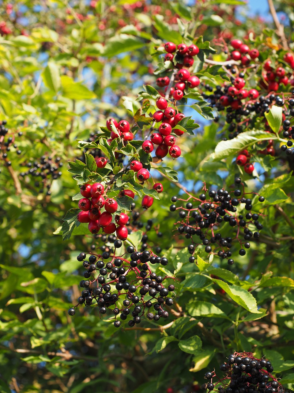 Krūmas, Šveitimas, Apsidraudimas, Uogos, Vaisiai, Raudona, Eingriffeliger Gudobelis, Lapai, Estetinis, Crataegus Monogyna