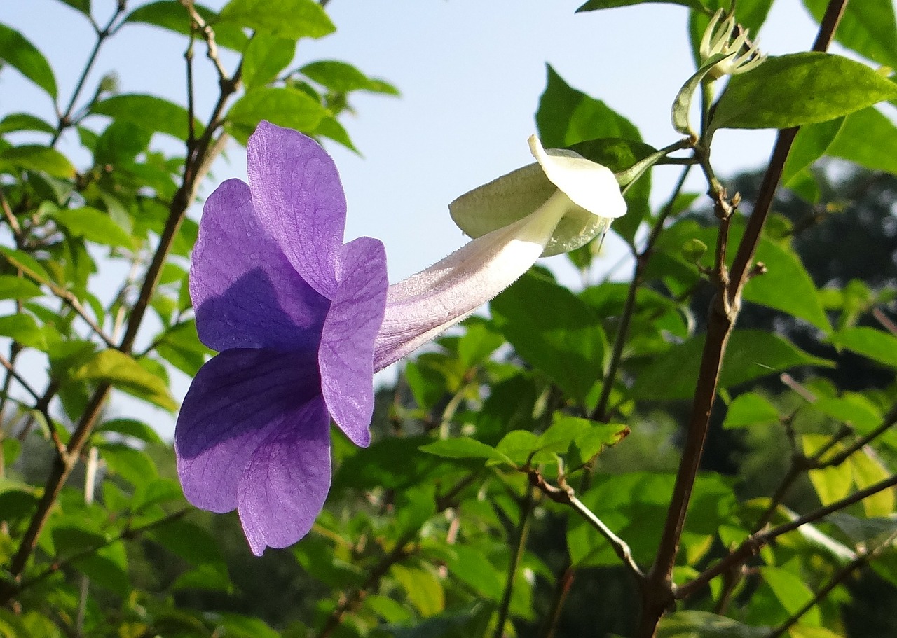 Krūmo Laikrodis Vynuogių, Karaliaus Mantija, Gėlė, Mėlynas, Thunbergia Erecta, Acanthaceae, Meyenia Erecta, Kodagu, Indija, Nemokamos Nuotraukos