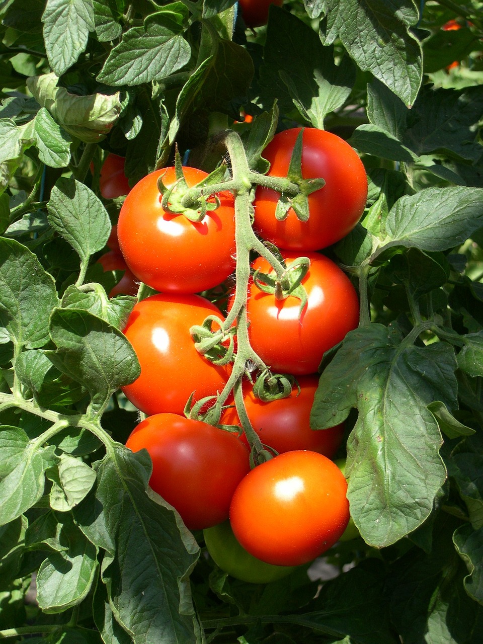 Krūmų Pomidorai, Pomidorai, Raudona, Daržovės, Salotos, Mityba, Sveikas, Maistas, Vitaminai, Parduoti Šviežias Daržoves