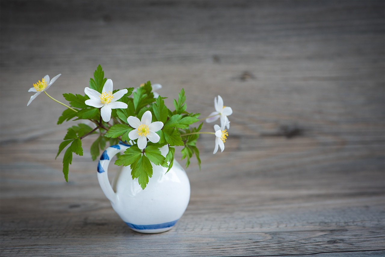 Krūmas-Windröschen, Ranunculaceae, Anemone Nemorosa, Pavasario Gėlė, Ankstyvas Bloomer, Gėlės, Balta, Vazos, Uždaryti, Teksto Laisvė