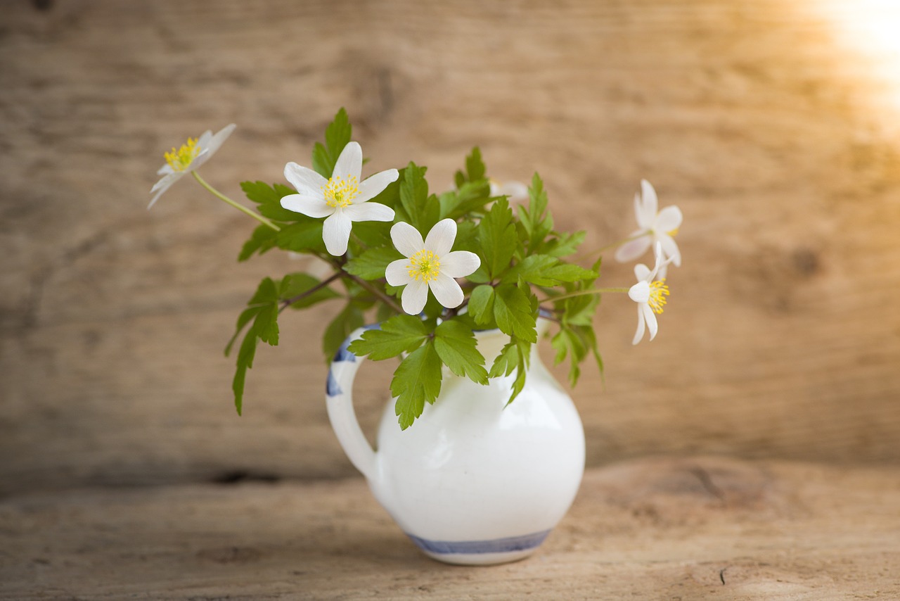 Krūmas-Windröschen, Ranunculaceae, Anemone Nemorosa, Pavasario Gėlė, Ankstyvas Bloomer, Gėlės, Balta, Vazos, Uždaryti, Šviesa