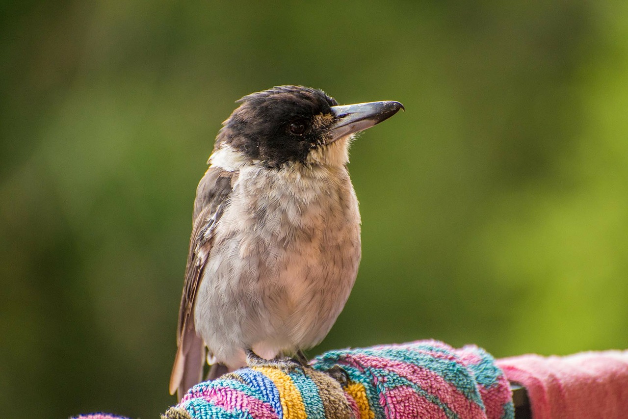 Butcherbird, Australia, Paukštis, Skristi, Sparnai, Plunksna, Laukinė Gamta, Snapas, Laukiniai, Laisvė