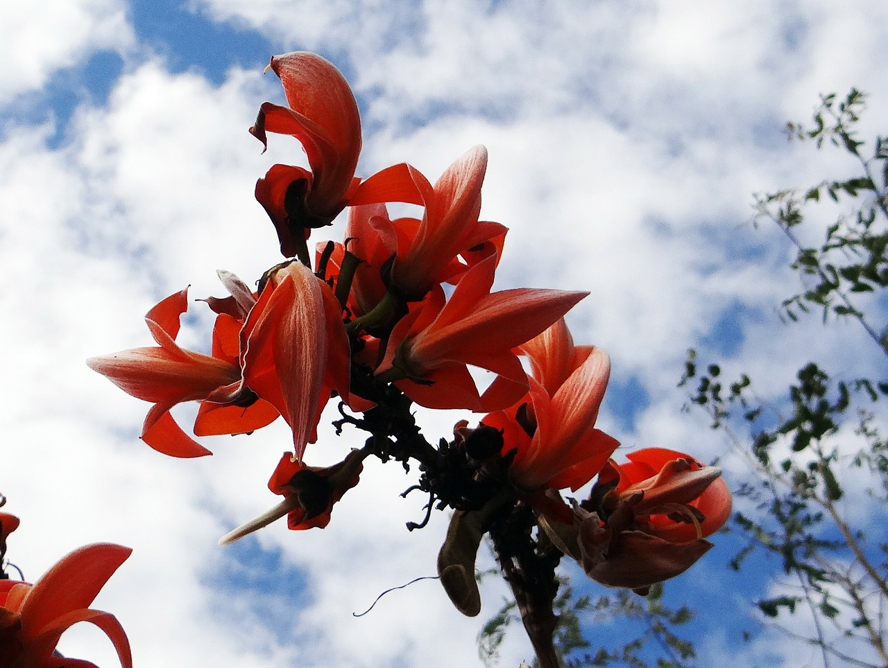 Butea Monosperma, Palash, Miško Liepsna, Indija, Gėlė, Žiedas, Gėlių, Žydėti, Žiedlapis, Flora