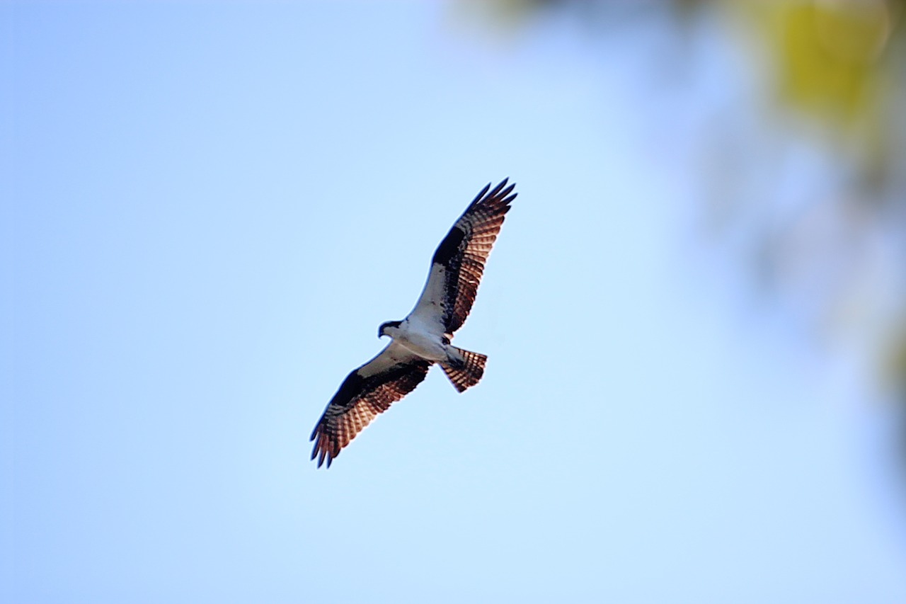 Buteo, Plėšrusis Paukštis, Raptoras, Dangus, Skraidantis, Didėjantis, Paukštis, Nemokamos Nuotraukos,  Nemokama Licenzija