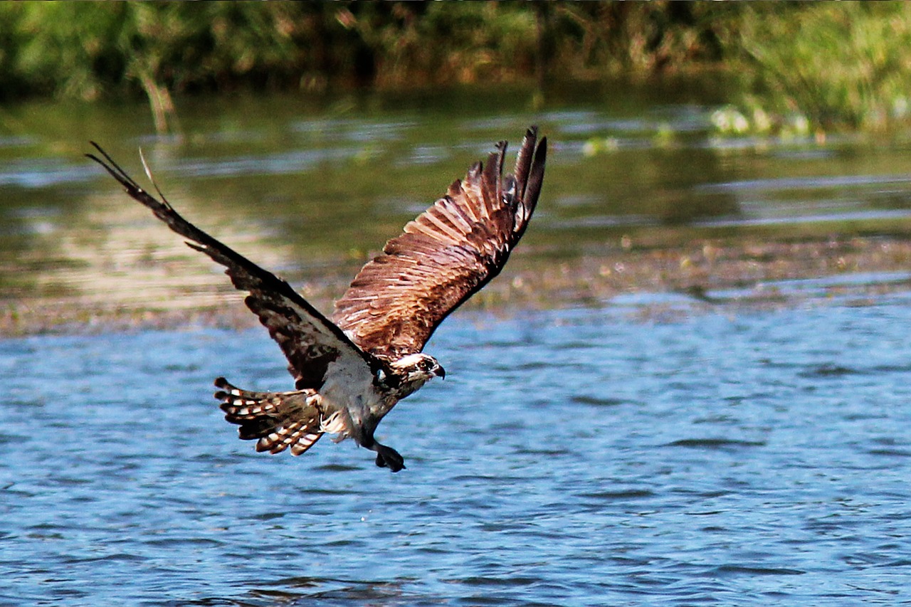 Buteo, Nusileidimas, Ataka, Ežeras, Vanduo, Paukštis, Laukinė Gamta, Lauke, Sparnai, Skleisti