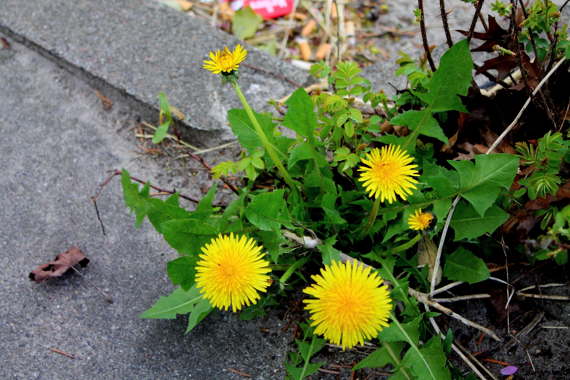 Kiaulpienė,  Buttercup,  Gamta,  Vasara,  Geltona,  Žiedlapiai,  Augalas,  Gėlė,  Gėlės,  Buttercup Yellow