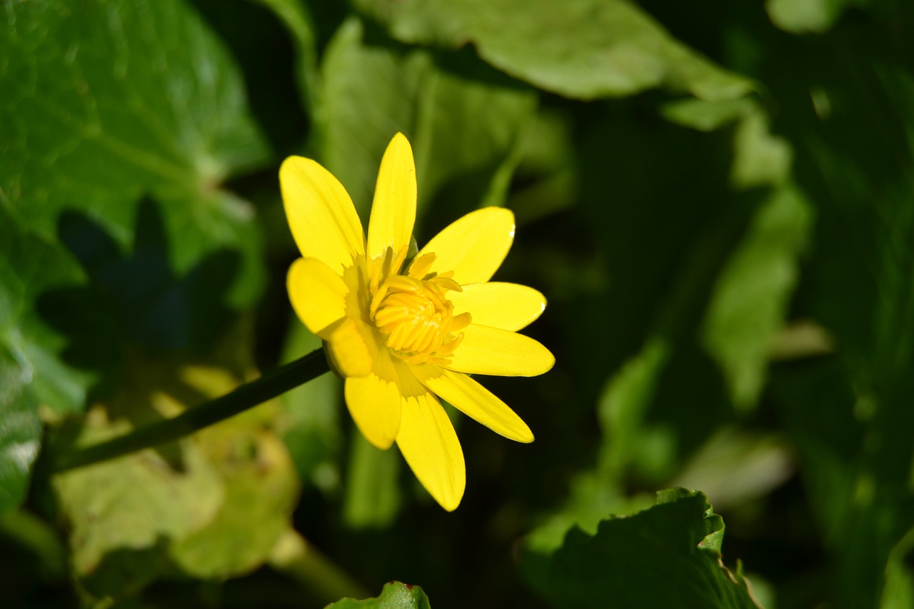 Buttercup, Gėlė, Geltona, Gamta, Pavasaris, Nemokamos Nuotraukos,  Nemokama Licenzija