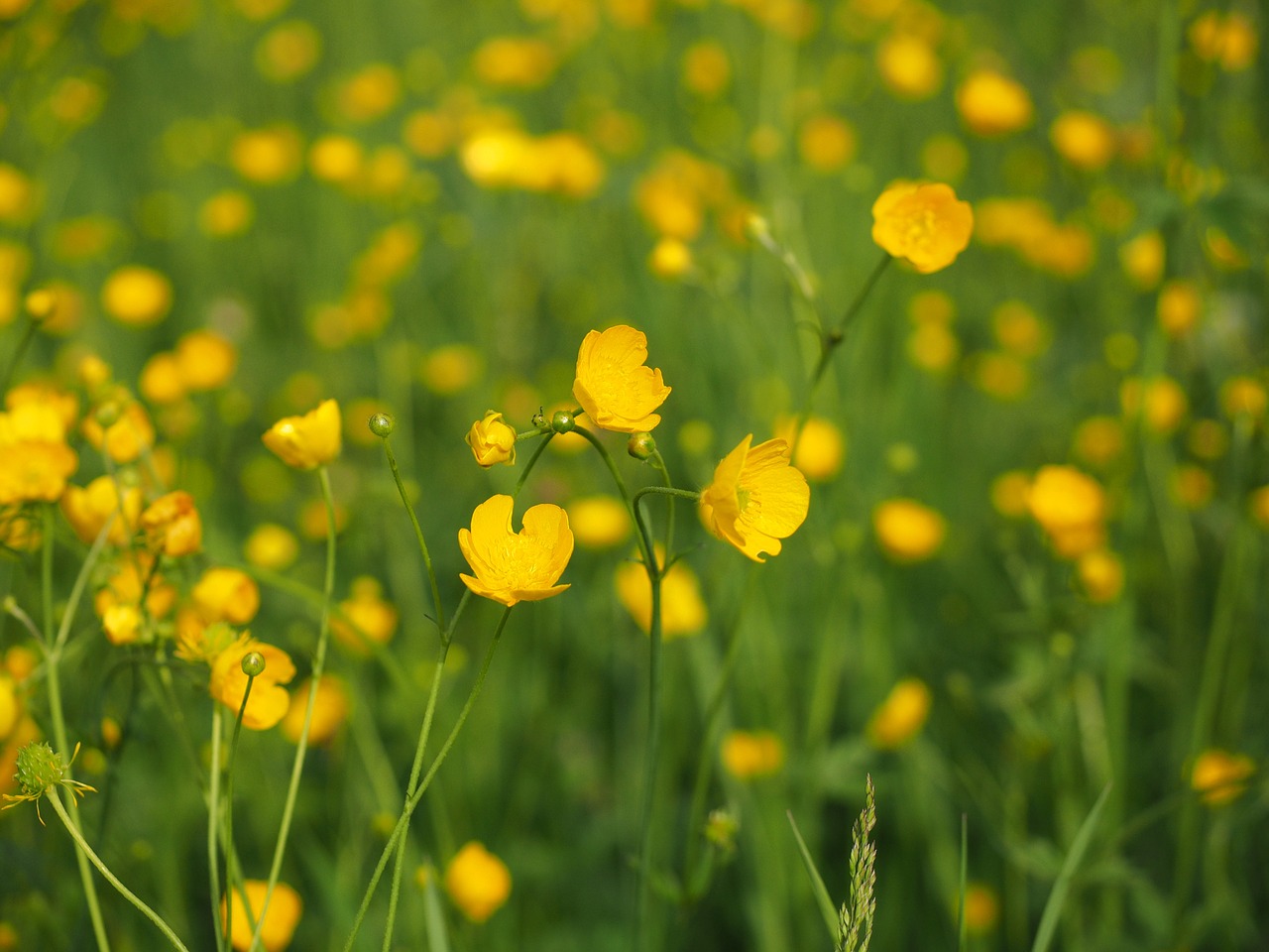 Buttercup, Aštraus Gėlė, Gėlės, Geltona, Ranunculus, Hahnenfußgewächs, Ranunculaceae, Aštrias Buttercup, Ranunculus Acris, Toksiškas