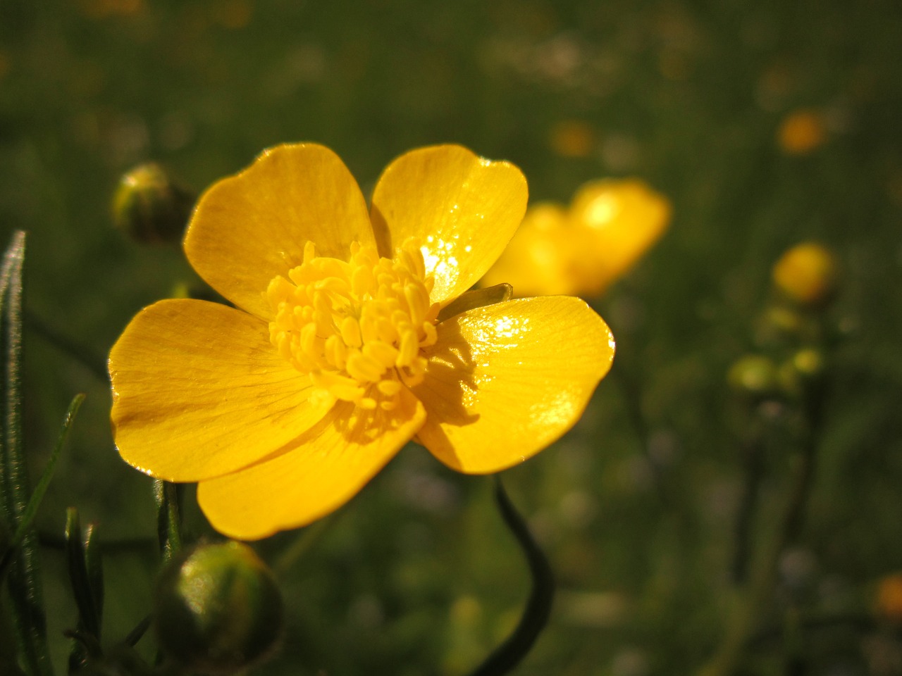 Buttercup, Aštrias Buttercup, Ranunculus Acris, Geltona, Žiedas, Žydėti, Gamta, Geltona Gėlė, Aštraus Gėlė, Laukinė Gėlė