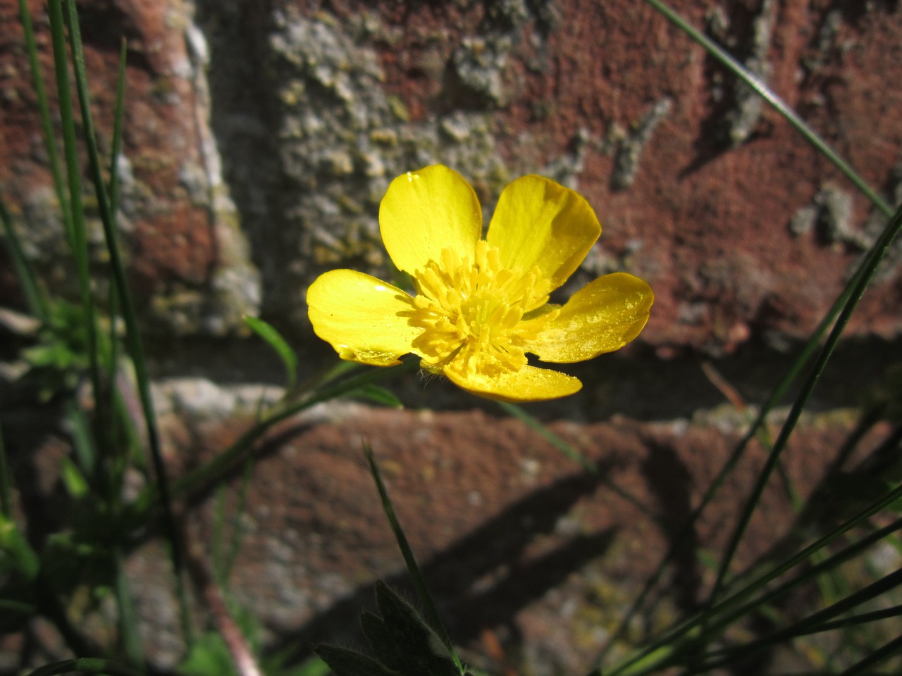 Buttercup, Wallflower, Žiedas, Žydėti, Geltona, Siena, Uždaryti, Makro, Piktžolių, Gamta