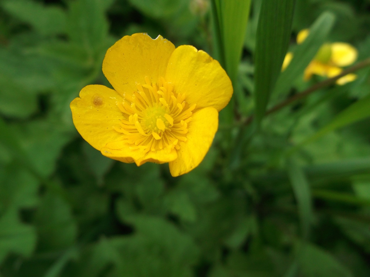 Buttercup, Aštraus Gėlė, Gėlės, Geltona, Laukinė Gėlė, Nemokamos Nuotraukos,  Nemokama Licenzija