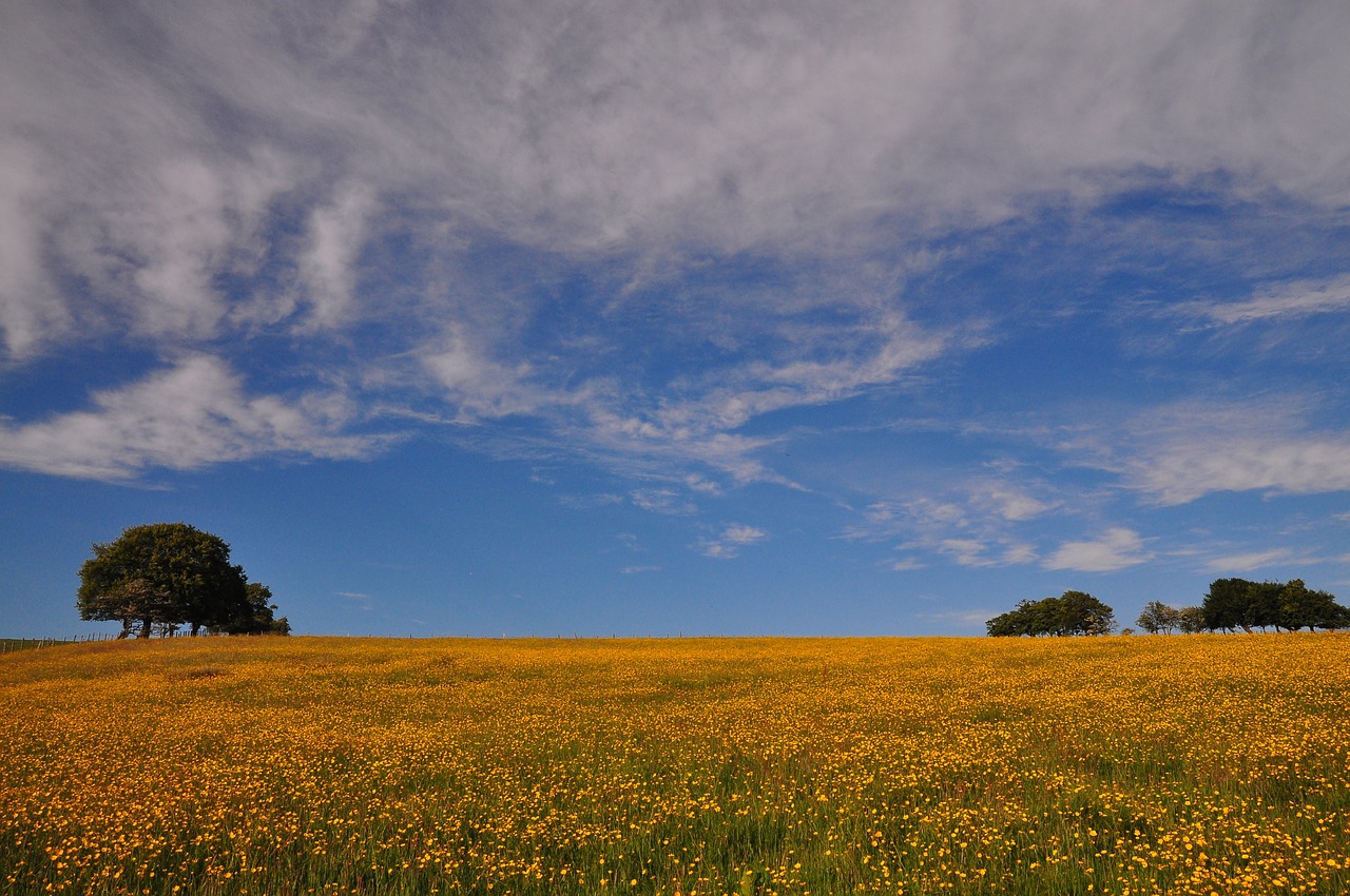 Buttercup, Pieva, Laukas, Pavasaris, Geltona, Nemokamos Nuotraukos,  Nemokama Licenzija