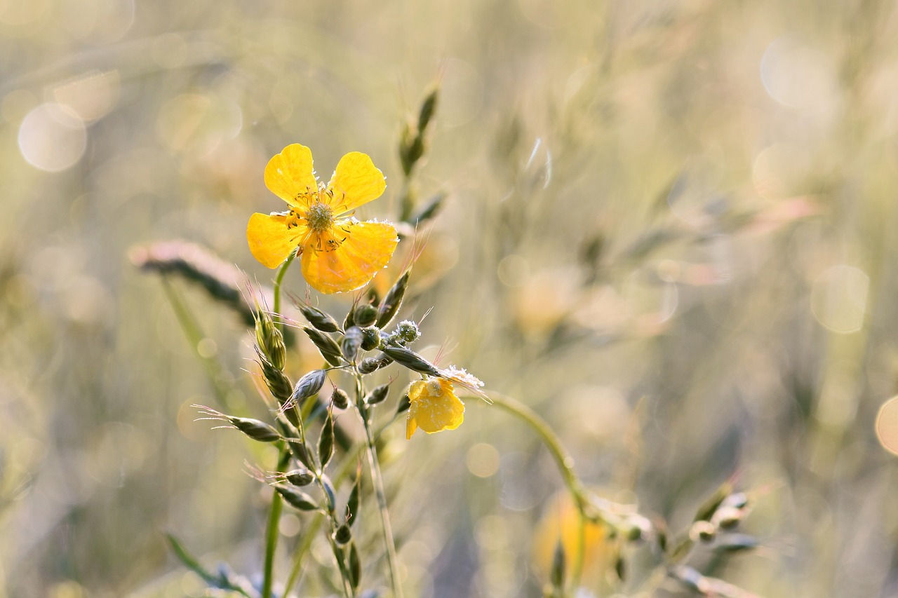 Buttercup, Geltona, Augalas, Gamta, Pieva, Žydėti, Sušaldyta, Žiedas, Žydėti, Aštraus Gėlė