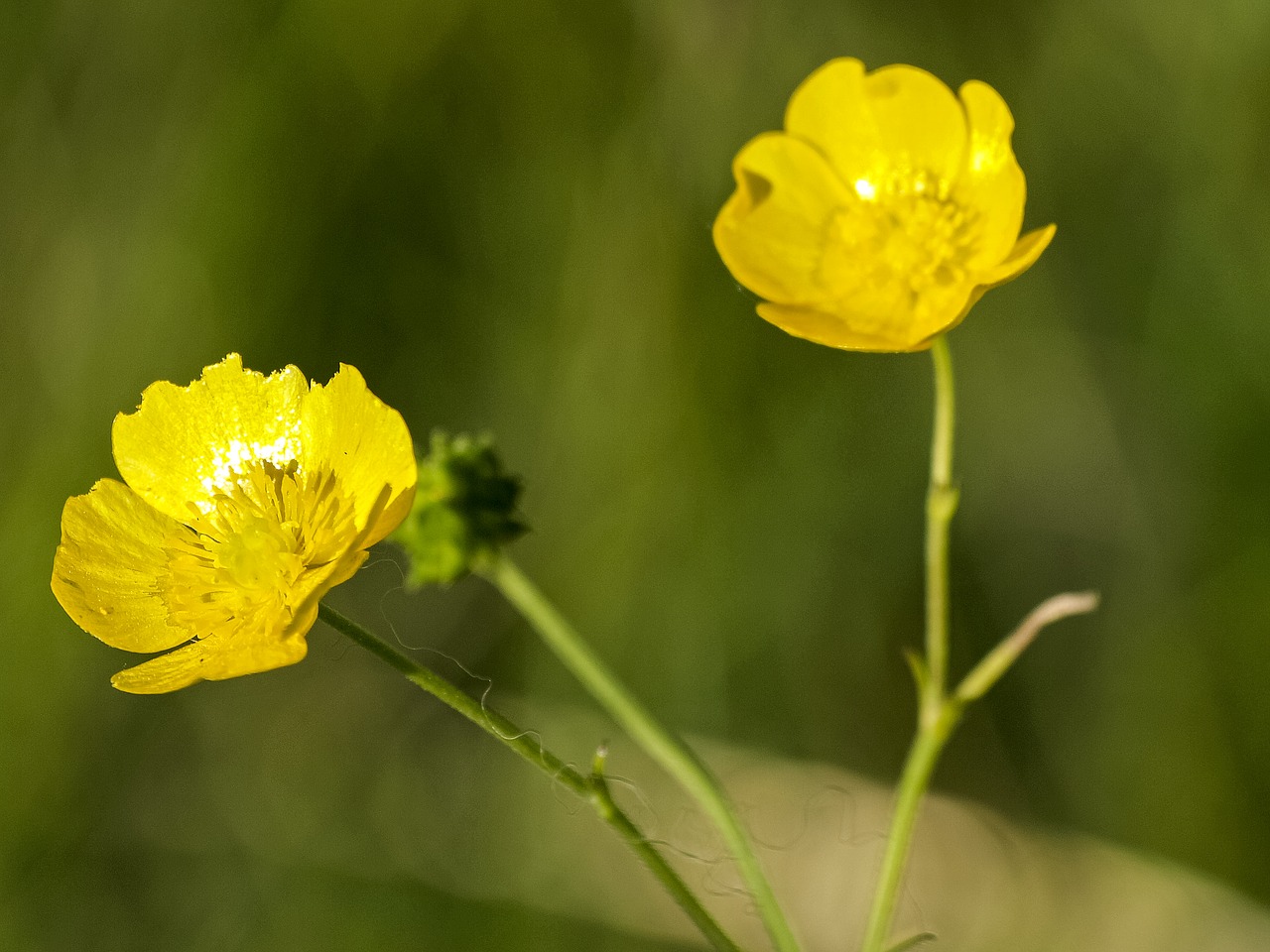 Buttercup, Gėlė, Žiedas, Žydėti, Augalas, Gamta, Nemokamos Nuotraukos,  Nemokama Licenzija