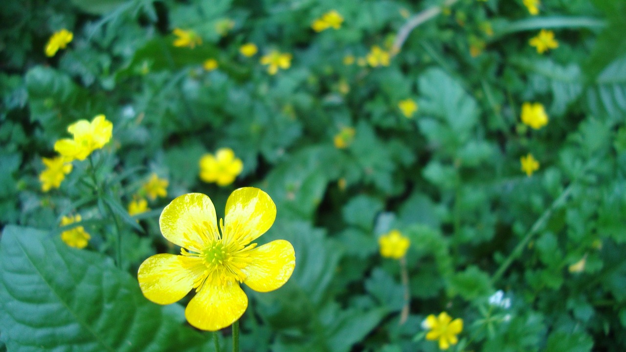 Buttercup, Geltona Gėlė, Augalas, Nemokamos Nuotraukos,  Nemokama Licenzija