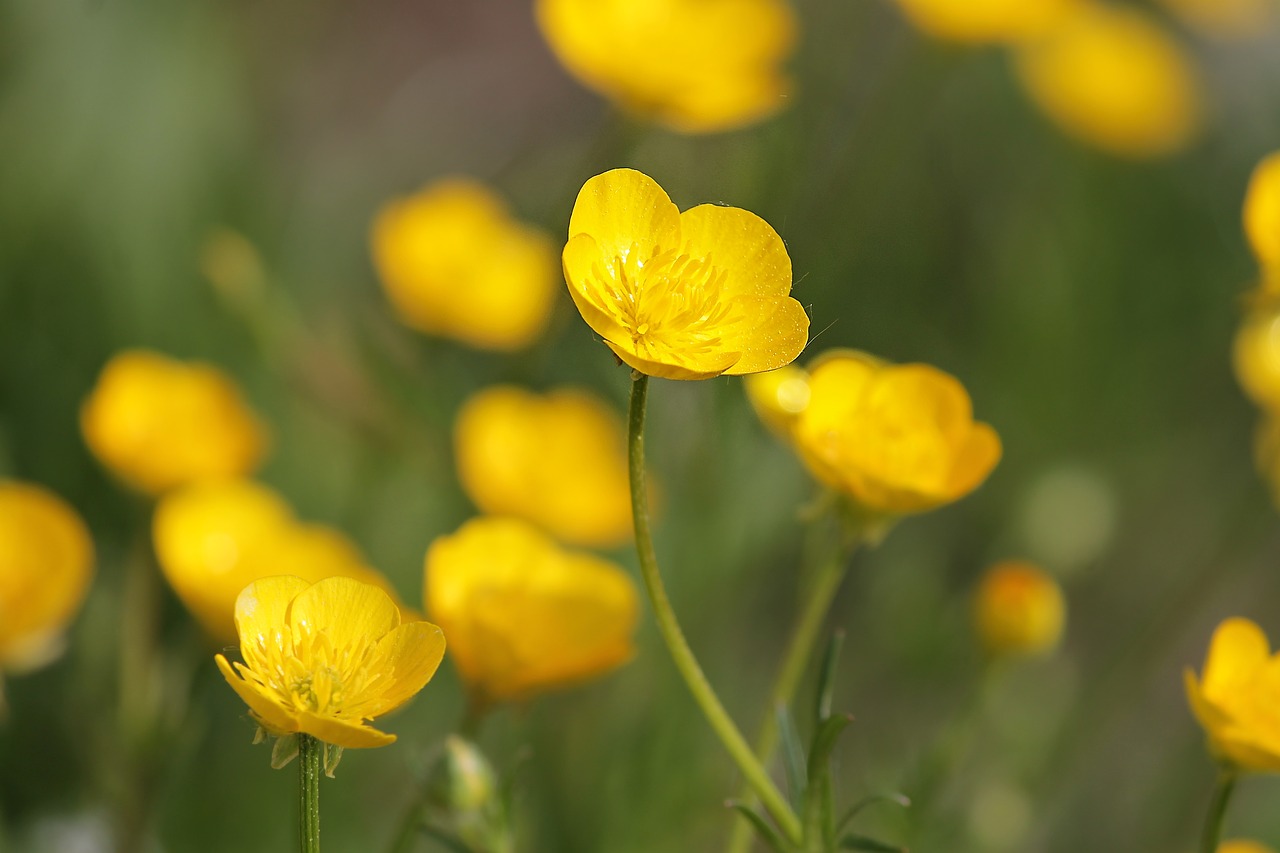 Vėdrynas,  Hahnenfußgewächs,  Geltona,  Gėlės,  Ranunculaceae,  Smailu Gėlių,  Ranunculus,  Ranunculin,  Ganyklos,  Riebalų Pranešė