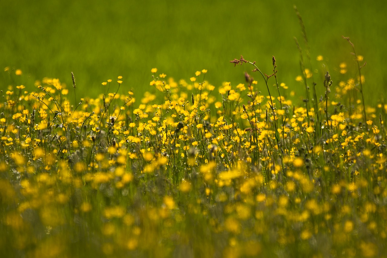 Vėdrynas,  Ranunculus,  Srityje Gėlių,  Laukas,  Meadow,  Hahnenfußgewächs,  Žolė,  Geltonos Spalvos Gėlė, Nemokamos Nuotraukos,  Nemokama Licenzija