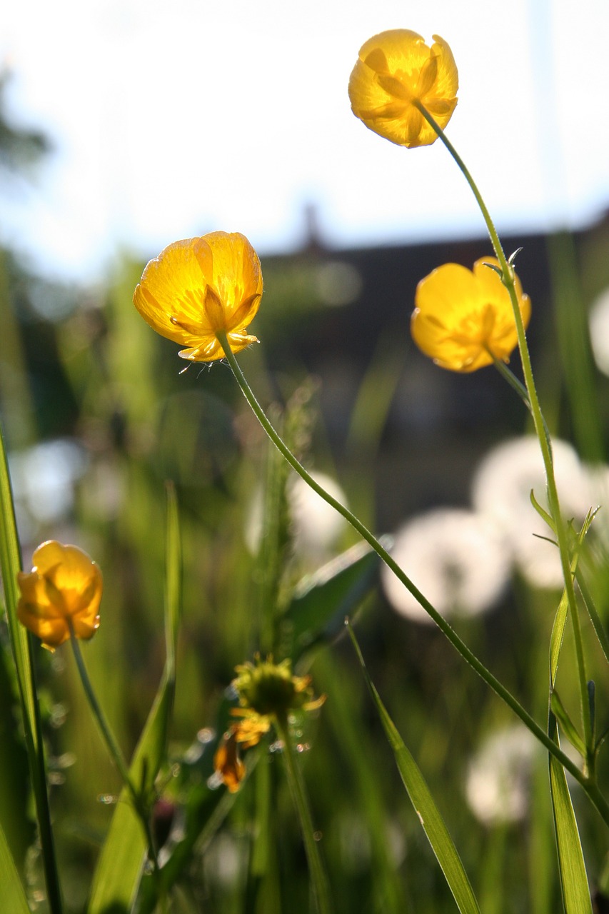 Buttercup, Kiaulpienė, Geltona, Žiedlapiai, Geltona Gėlė, Atgal Šviesa, Žiedas, Žydėti, Nemokamos Nuotraukos,  Nemokama Licenzija