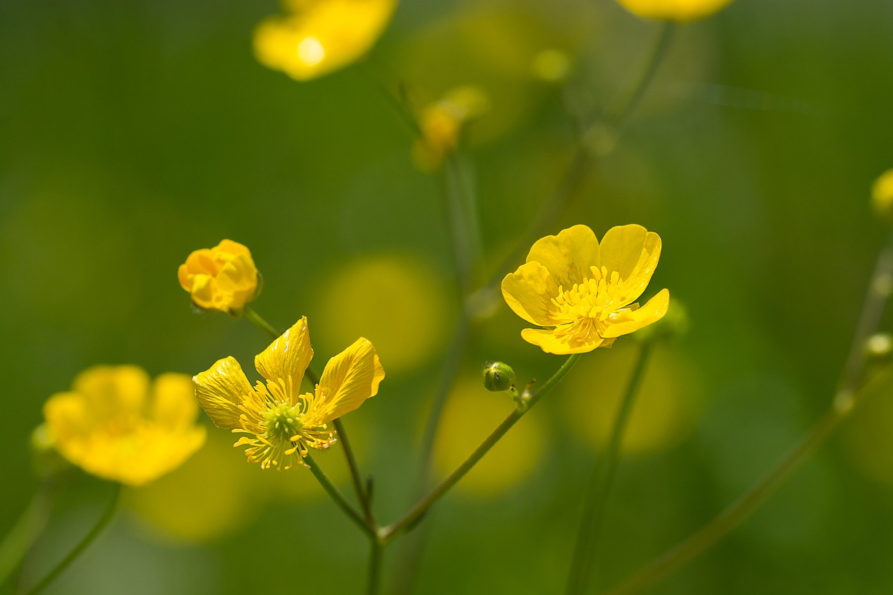 Vėdrynas,  Geltona,  Toksiškos,  Gėlė,  Geltona Gėlė,  Smailu Gėlių,  Gėlės,  Geltonos Gėlės,  Pobūdį,  Floros