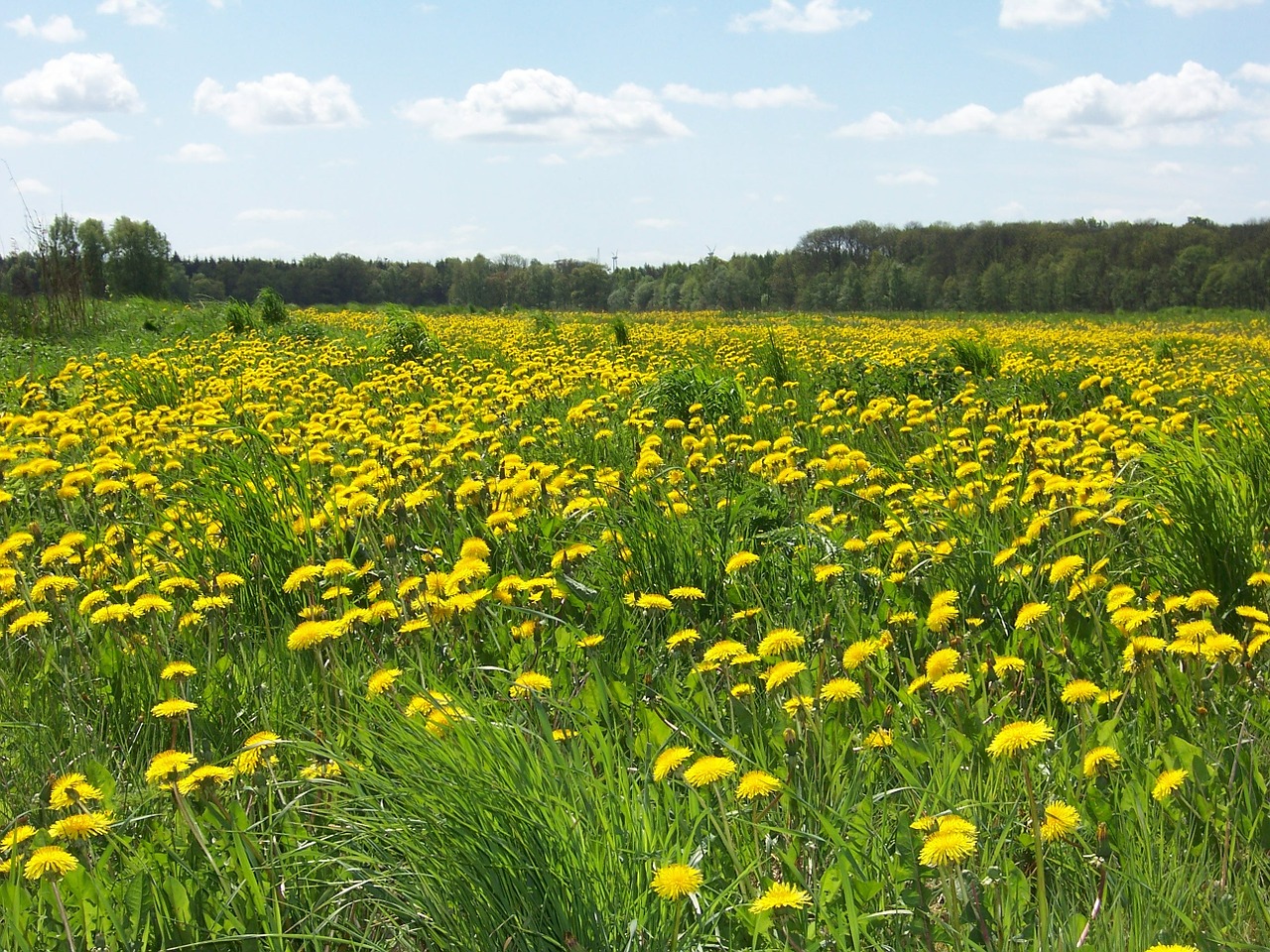 Buttercup, Kiaulpienė, Gamta, Vasara, Gėlės, Geltona Gėlė, Geltona, Pavasaris, Bühen, Nemokamos Nuotraukos