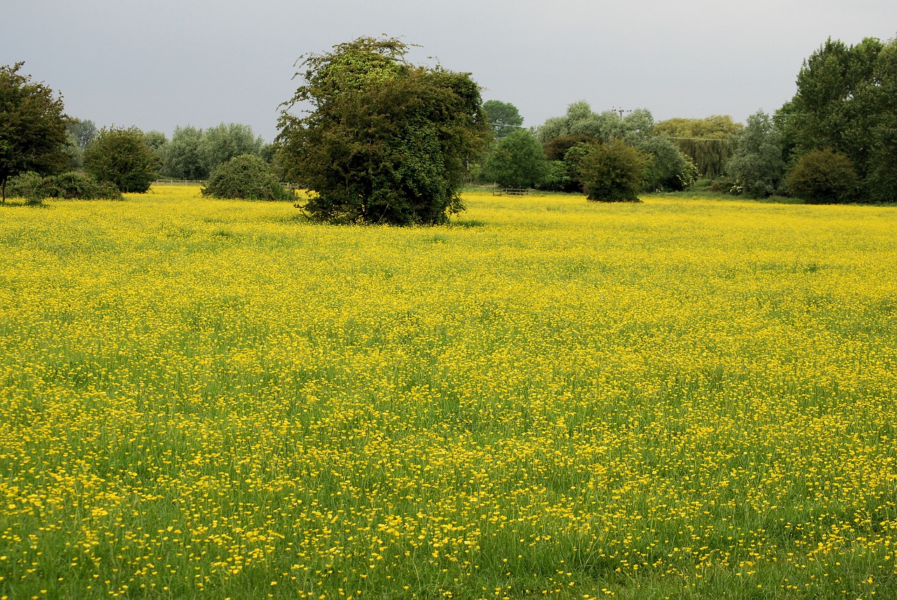 Buttercup, Ranunculus, Pieva, Geltona, Laukiniai, Nemokamos Nuotraukos,  Nemokama Licenzija