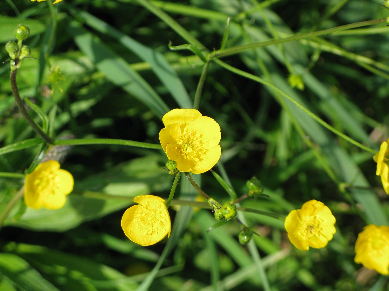 Buttercup, Geltona, Pieva, Vasara, Žiedas, Žydėti, Gamta, Laukinė Gėlė, Nemokamos Nuotraukos,  Nemokama Licenzija