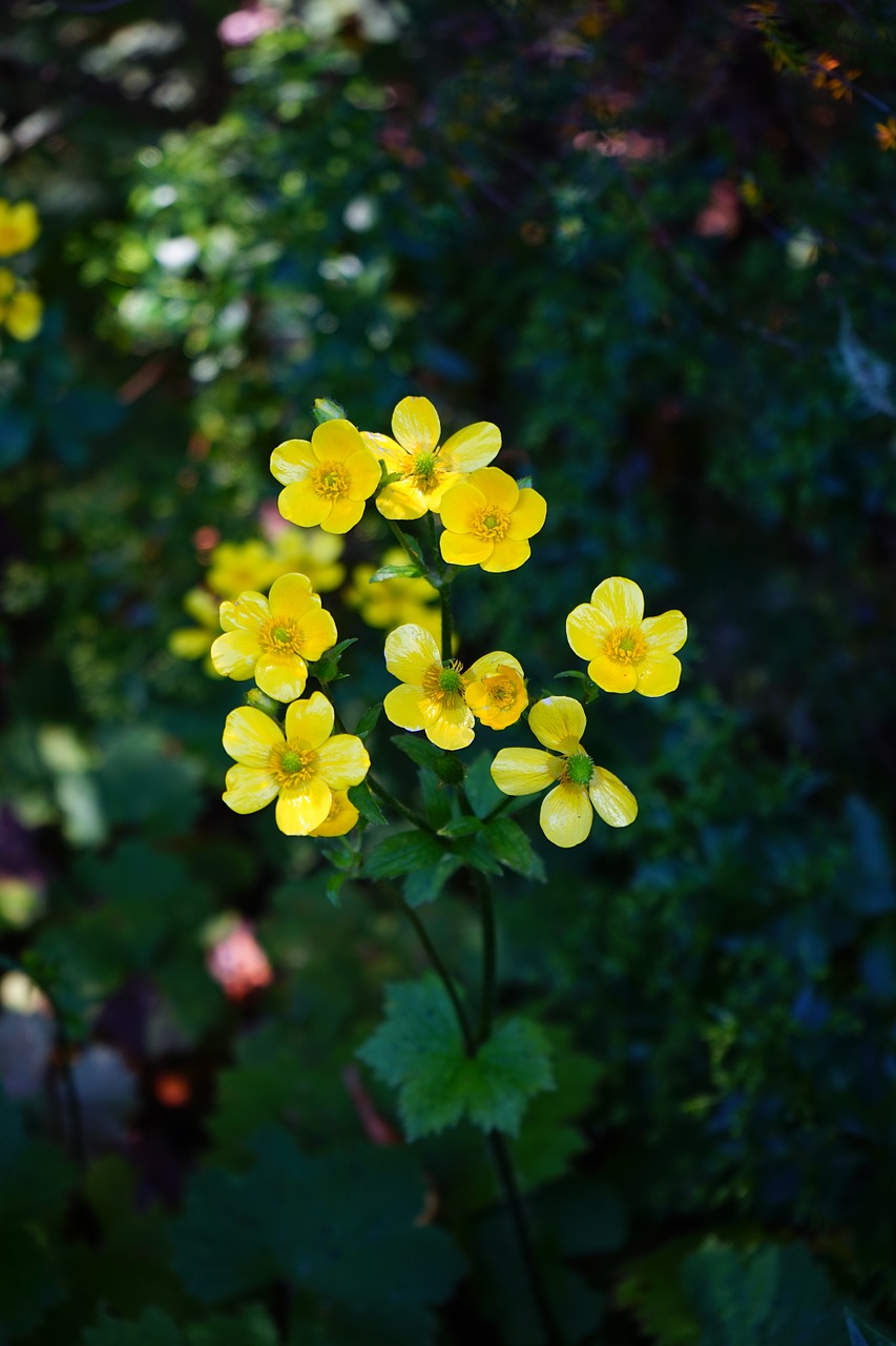 Buttercup, Gėlė, Žiedas, Žydėti, Geltona, Ranunculus Cortusifolius, Kanarų Salos-Buttercup, Kanarėlių Buttercup, Ranunculus, Hahnenfußgewächs