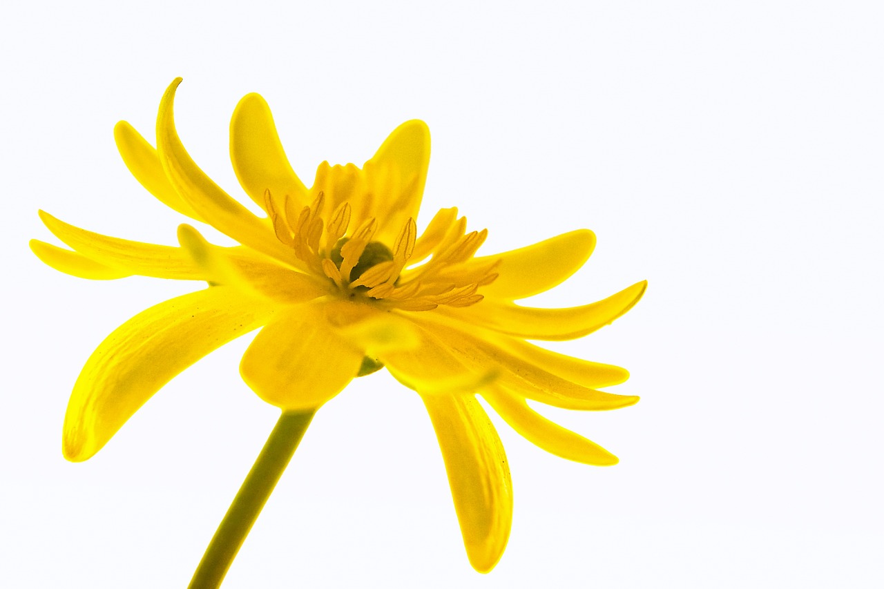 Buttercup, Flora, Gėlė, Izoliuotas, Gyvenimas, Pistil, Šviesus, Juokinga, Atviras, Gražus