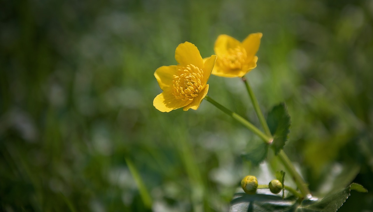 Buttercup,  Augalas,  Piktžolių,  Toksiškas,  Pieva,  Gamta,  Žiedas,  Žydėti,  Geltona,  Uždaryti