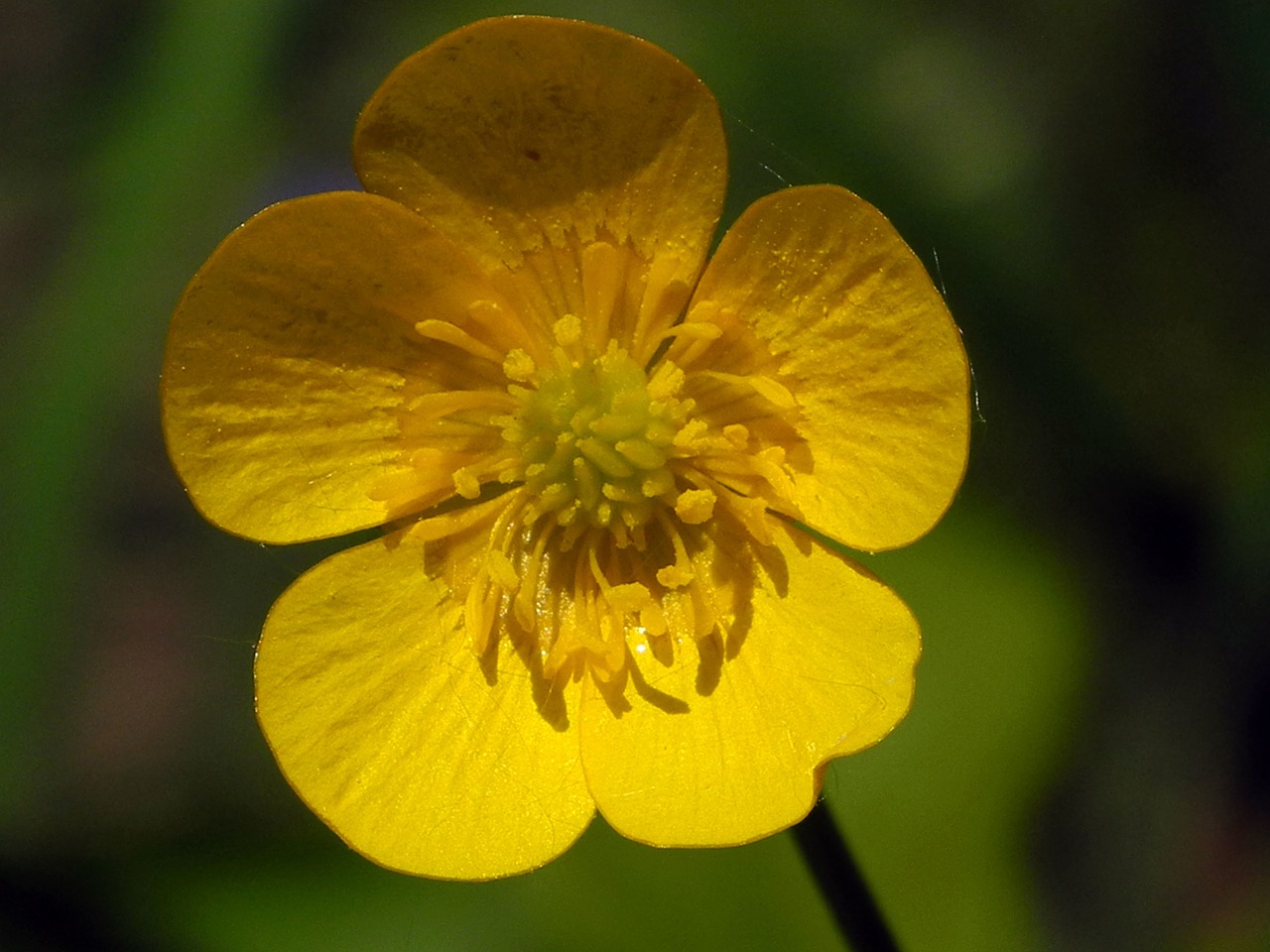 Buttercup,  Geltona,  Žiedas,  Žydėti,  Vasara,  Gėlė,  Geltona Gėlė,  Aštraus Gėlė,  Uždaryti,  Laukinė Gėlė