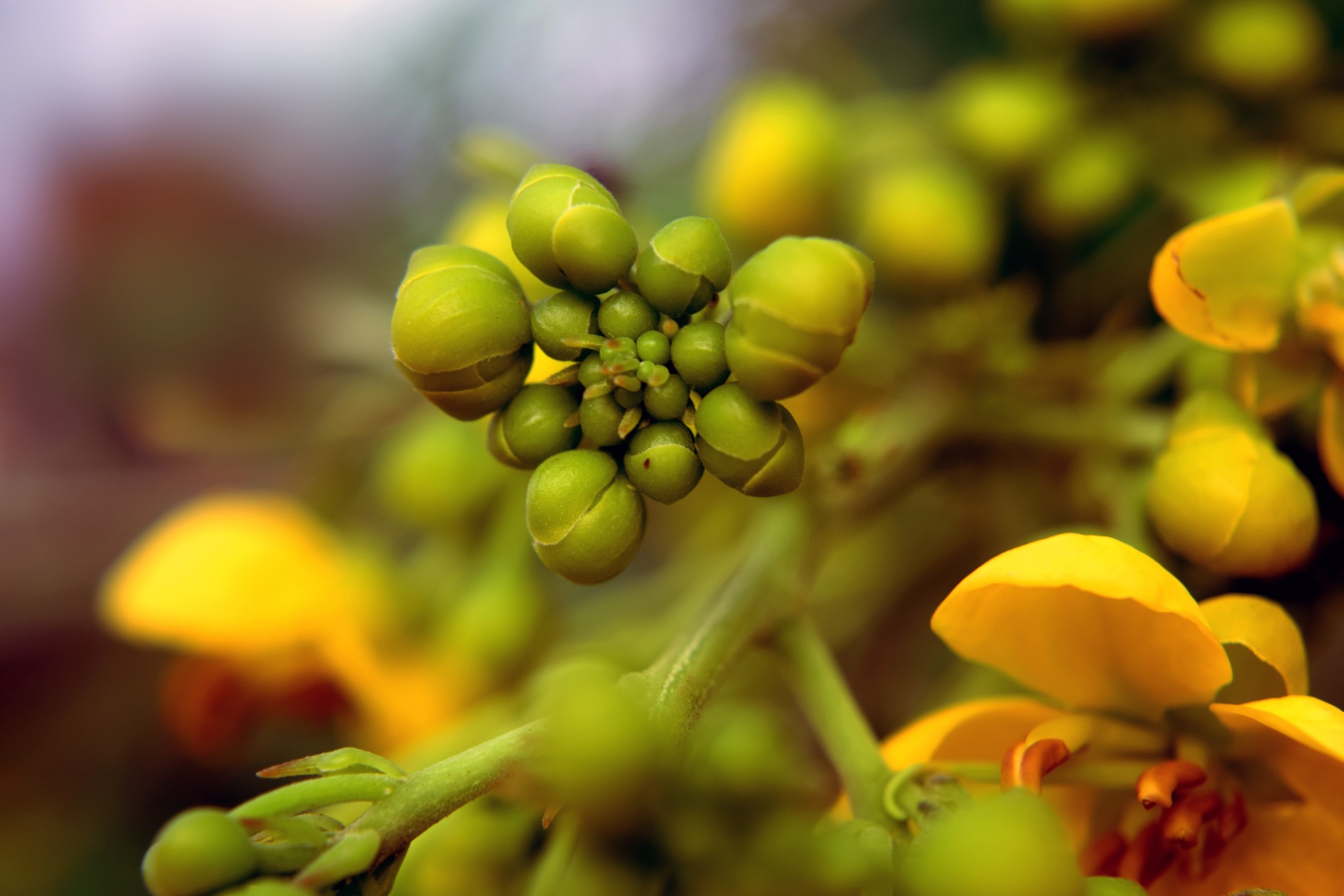 Buttercup,  Geltona,  Gėlė,  Pumpurai,  Gamta,  Buttercup Gėlės 3, Nemokamos Nuotraukos,  Nemokama Licenzija