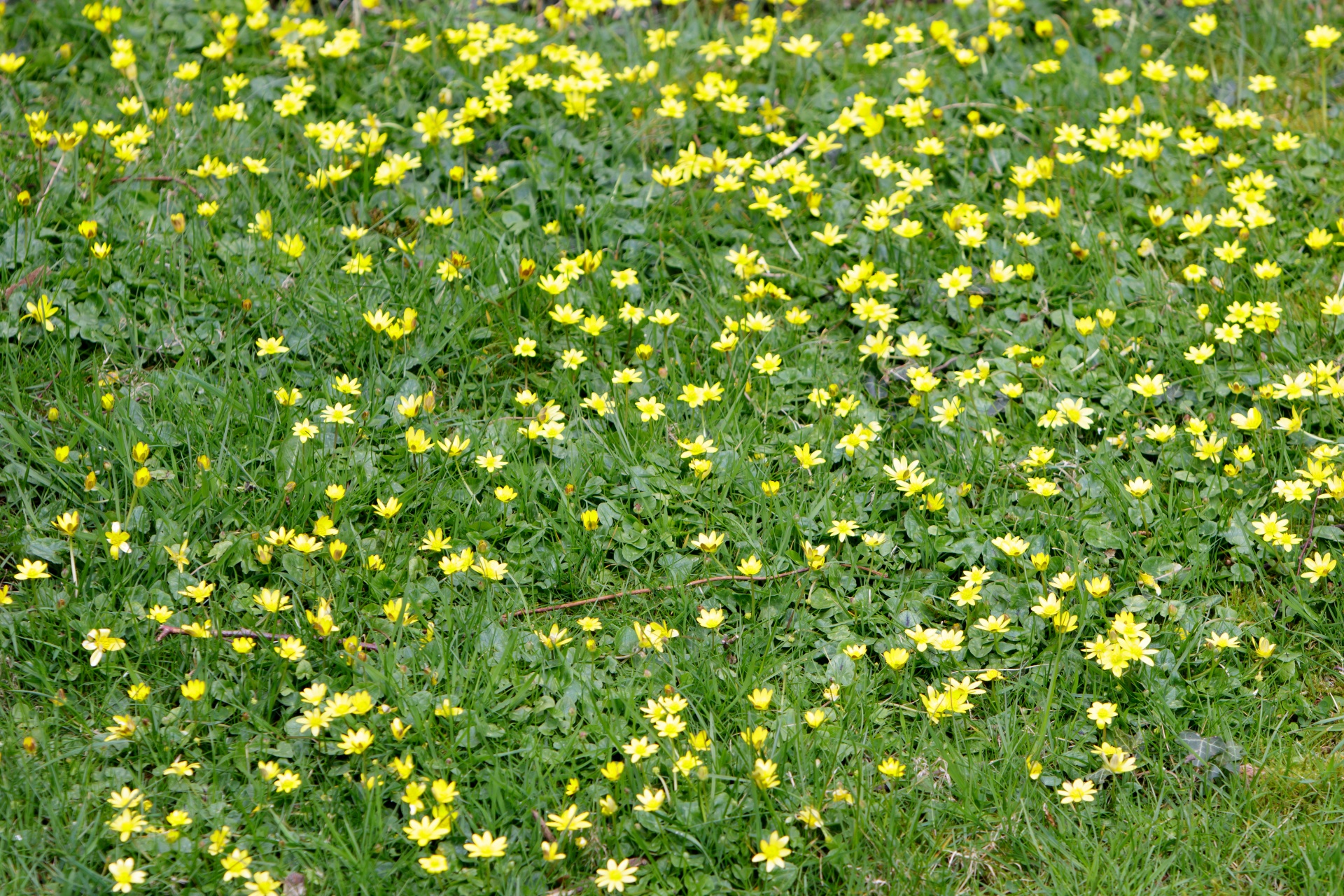 Buttercups,  Buttercup,  Gėlės,  Pieva,  Pavasaris,  Laukiniai,  Geltona,  Gėlių,  Fonas,  Gamta