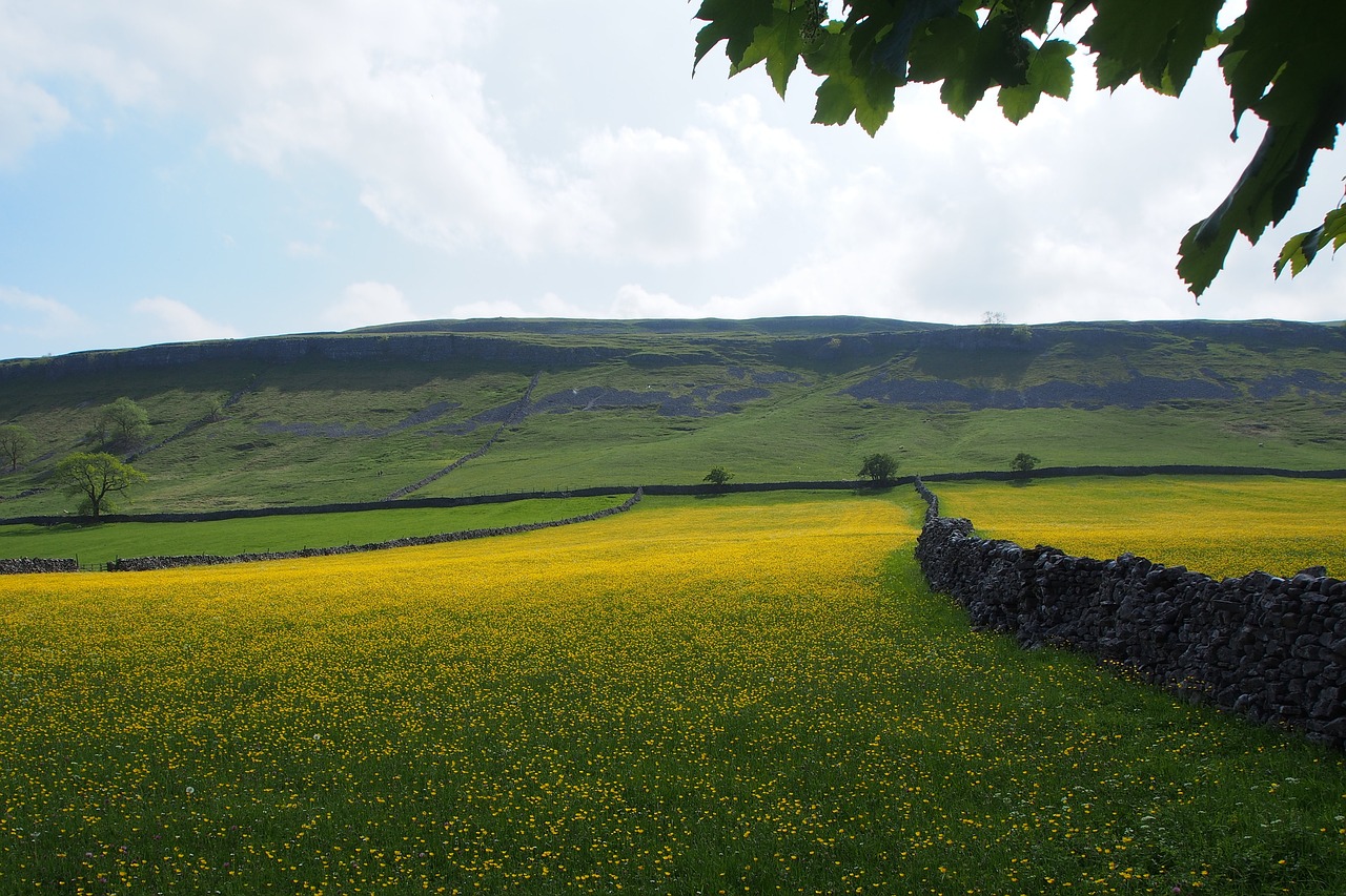 Buttercups, Akmens Sienos, Laukai, Nemokamos Nuotraukos,  Nemokama Licenzija