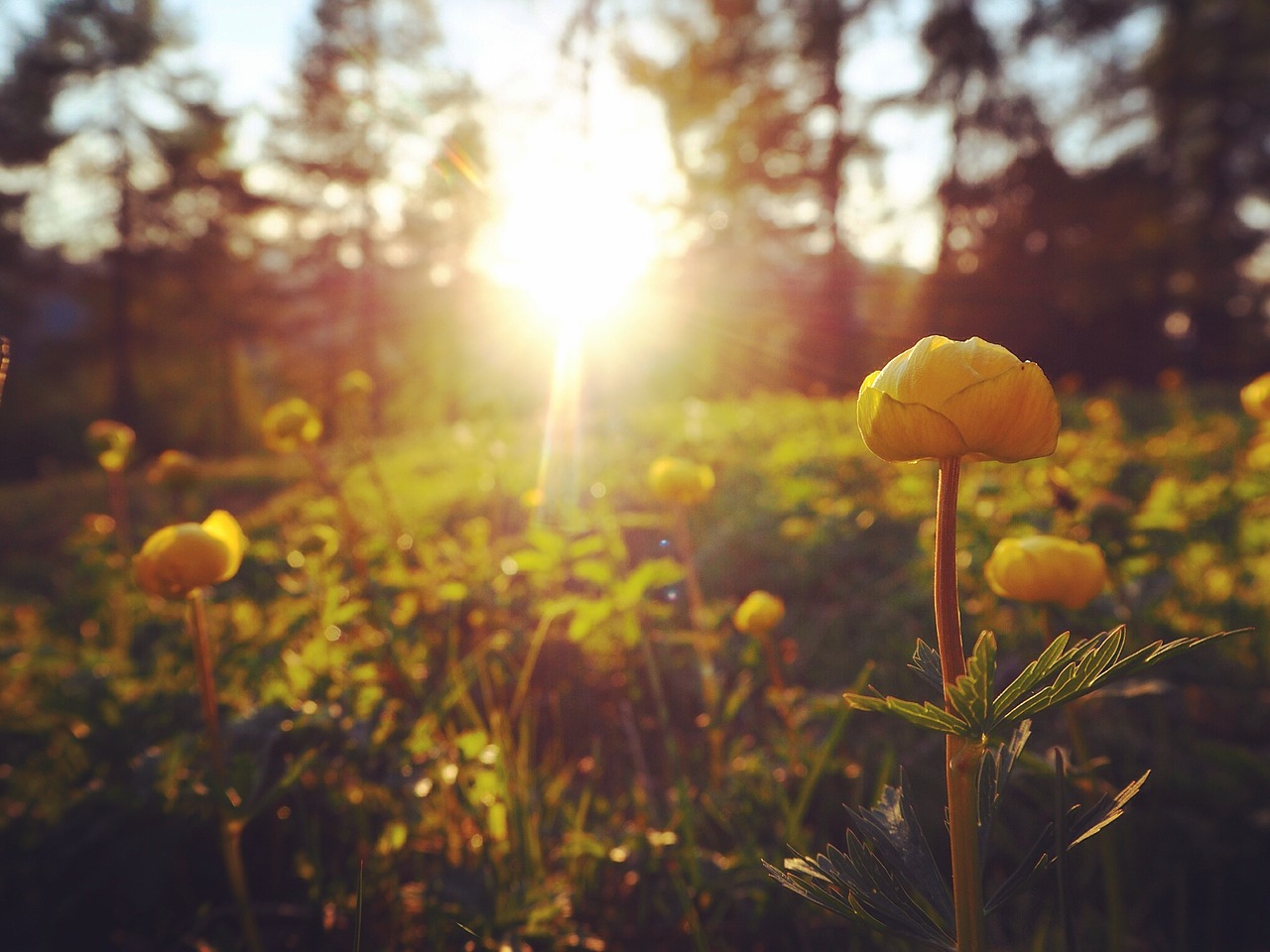 Buttercups, Saulėlydis, Gamta, Pavasaris, Saulė, Geltona, Laukas, Saulės Šviesa, Gėlė, Pieva